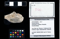 Foto (Objekt + Etikett) von Goniodromites sp.  (NHMW-GEO-2014-0194-0020)